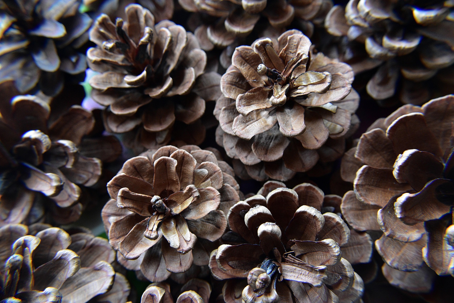 Fire-Starter Pine Cones